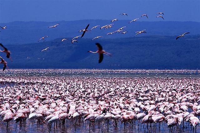 Lake Naivasha